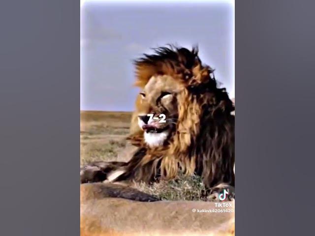 Video thumbnail for Tiger vs Lion | @patrickbell7035