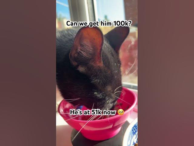 Video thumbnail for Can he get 100k 🥹#catlovers #cat#fyp#subscribe #goviral