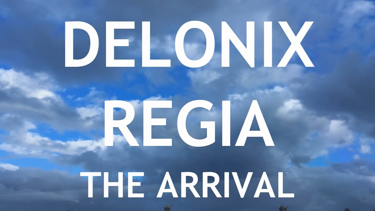 Video thumbnail for Delonix Regia Seedling From @jarheadbonsai