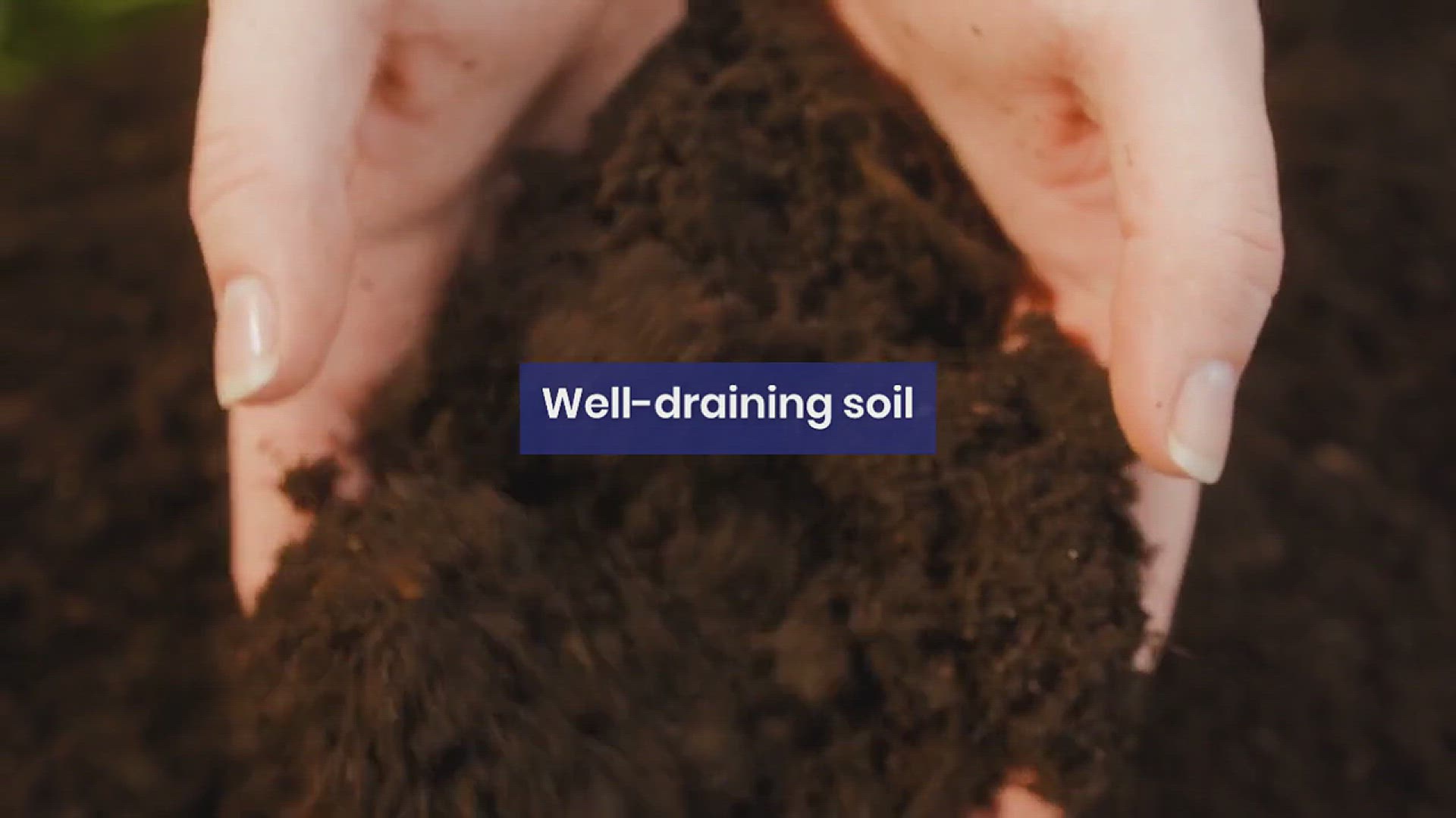'Video thumbnail for How to Grow Lemongrass Like a Pro'