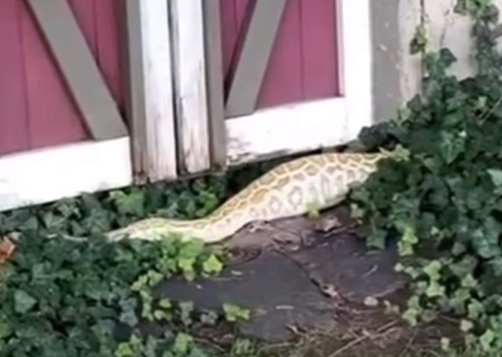 Video thumbnail for 8-foot Burmese python found feeding on an opossum in backyard in Freehold