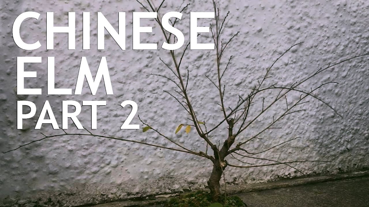 Video thumbnail for Chinese Elm Bonsai From Amazon, Part 2