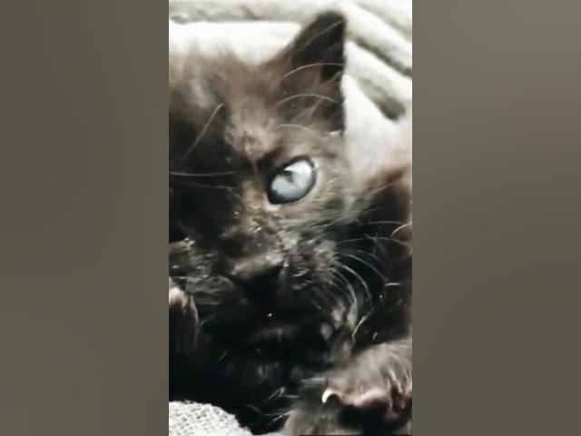 Video thumbnail for Miau mio meow gatitos #cute