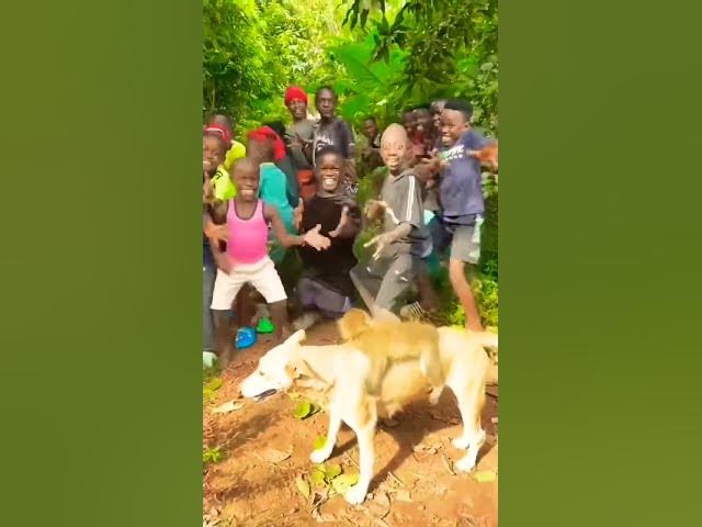 Video thumbnail for #animals #dance #funny #africa #wildlife #viral #fypシ #challenge #reels