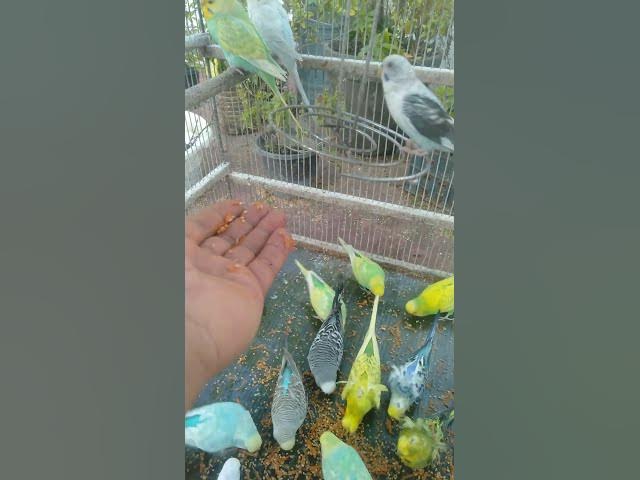 Video thumbnail for Soft Budgie Chirping for Pure Relaxation ๐๐ถ