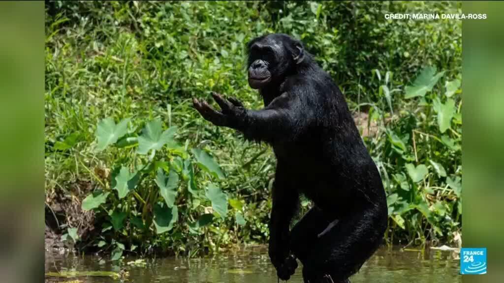 Video thumbnail for Humans and apes have shared a laugh for 15 million years, says study