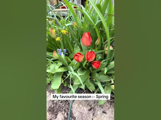 Video thumbnail for Spring Is Blooming 🌸 The Garden Is BURSTING Back to Life!