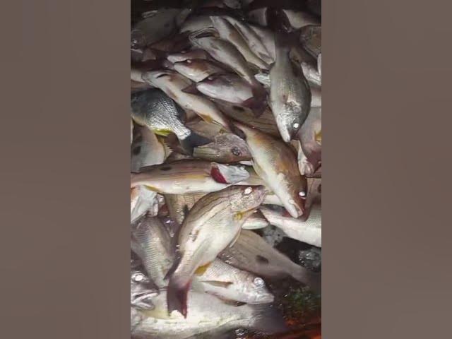 Video thumbnail for fishing 25 sep 2025 #fishing #safanafishing #hiphopmusic #music #fish #traphiphop#handfish