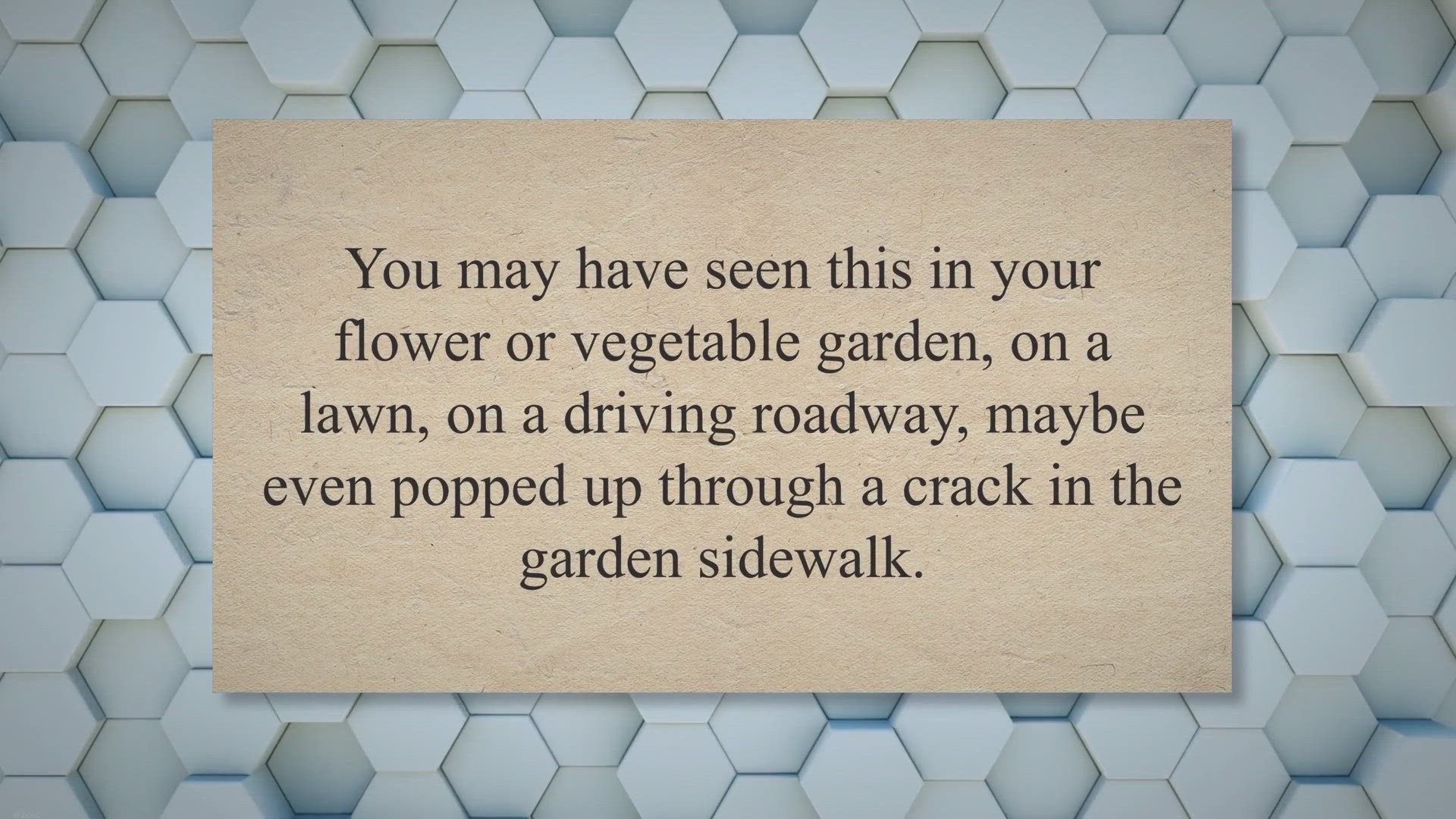 Video thumbnail for What does Crabgrass Look Like? (Identification and Control Measures)