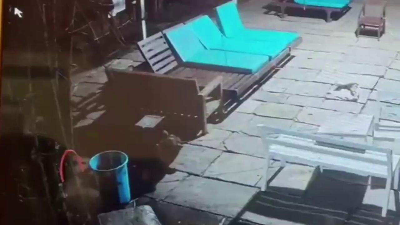 Video thumbnail for India: Black panther sneaks into resort grounds, attacks dog while it sleeps.