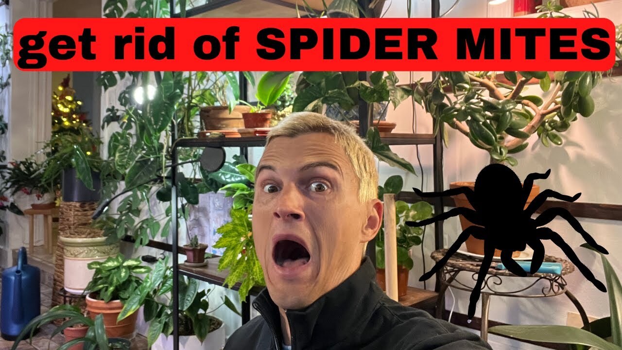 Video thumbnail for SPIDER MITES on Plants - How to Get Rid of them Fast & Know if You have them on your Houseplants