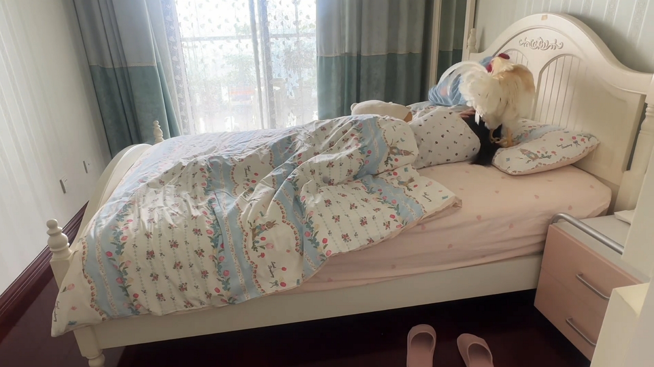 Video thumbnail for Rooster Becomes Woman’s Personal Alarm Clock in Sichuan