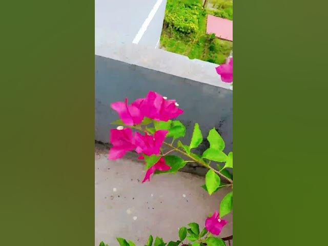 Video thumbnail for my office yard❤️❤️