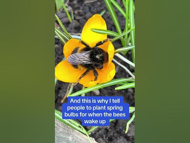 Video thumbnail for This is why I tell everyone to plant spring bulbs #bees #springbulb #flower #spring