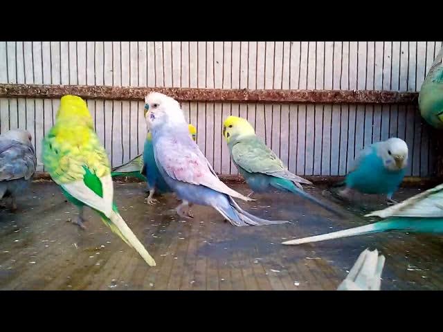 Video thumbnail for 🌟 Bewährte Methoden, um die Stimmung Ihres Vogels innerhalb von Minuten zu verbessern! 🎯🎉