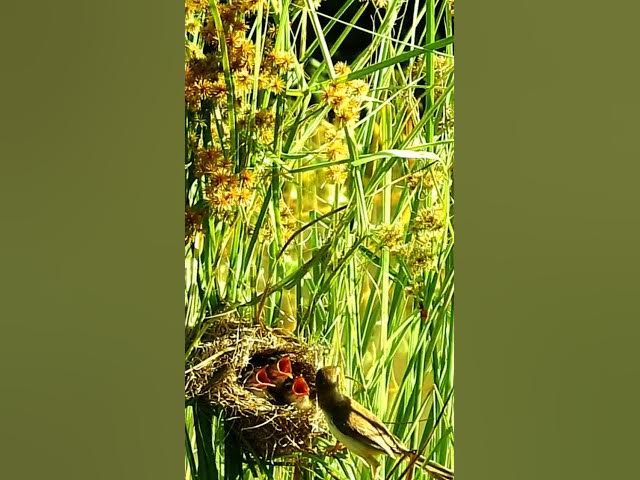 Video thumbnail for #birds #birdnest #naturesvoice #shoty#birds #wildlife #talkingnature