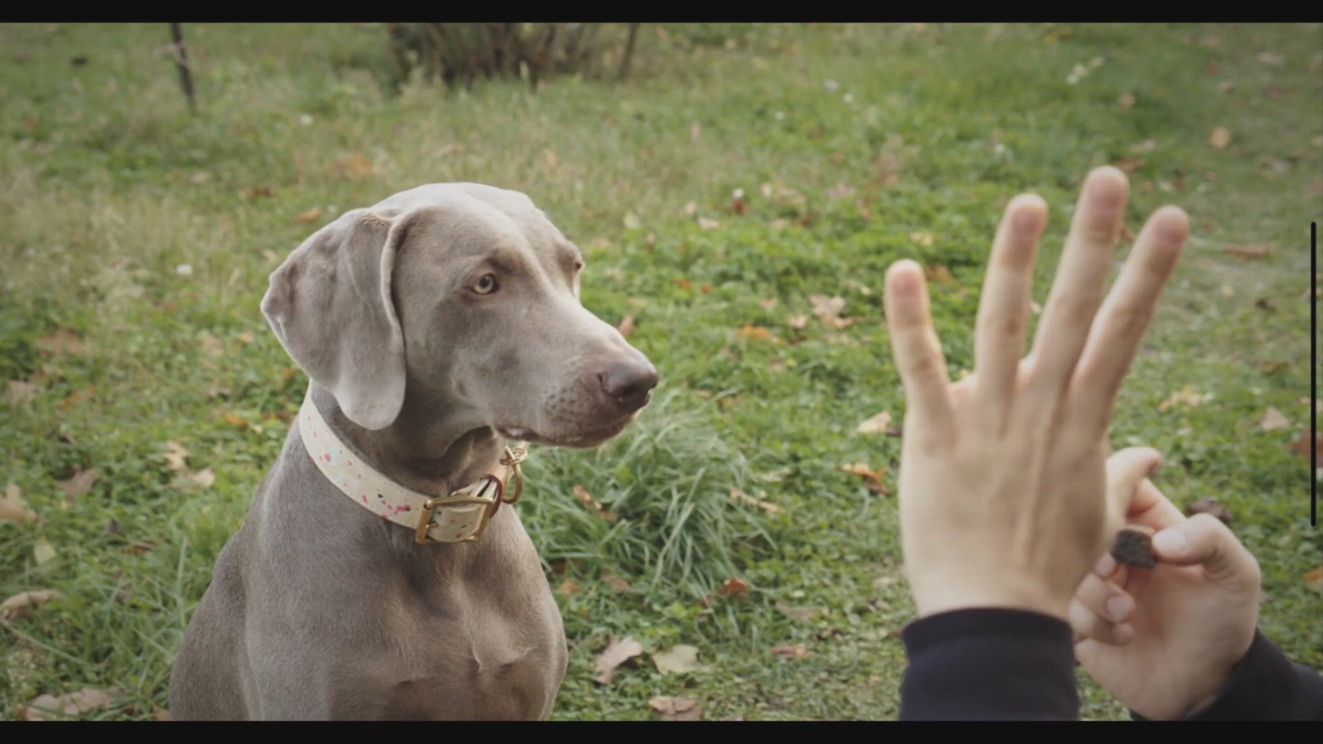 Video thumbnail for Easy Homemade Liver Cake for Dogs - The Ultimate Training Treat Recipe