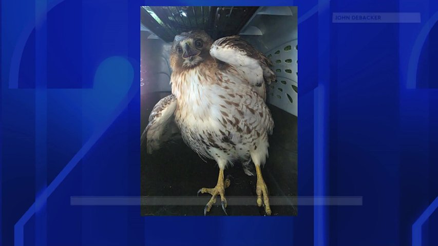 Video thumbnail for Injured hawk rescued at Levittown park