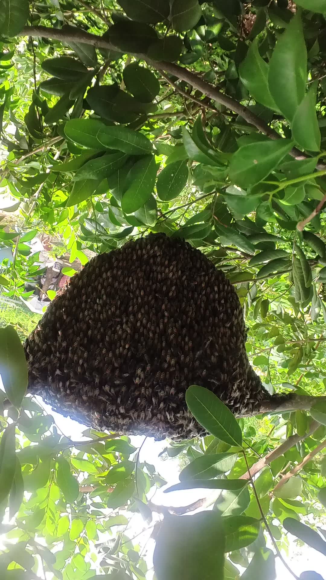 Video thumbnail for Big nest of wild bee