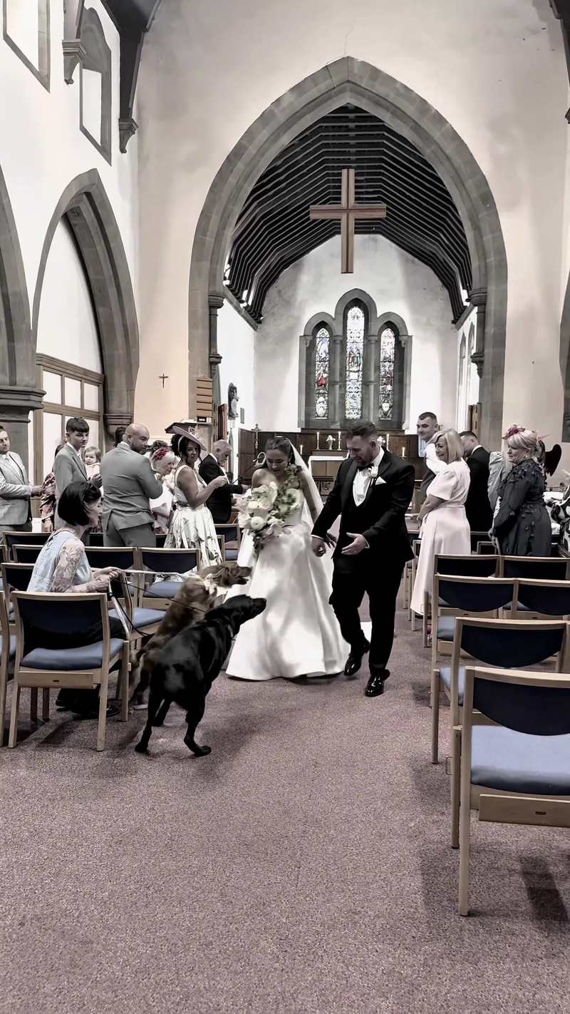Video thumbnail for Family Dogs Steal the Show at Church Wedding Aisle Reunion