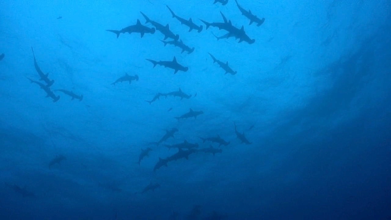Video thumbnail for Some sharks hold their breath while hunting prey