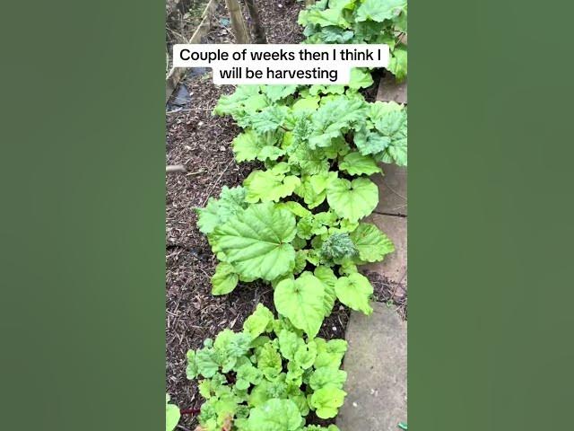 Video thumbnail for Rhubarb Is Almost Ready! 🌱 Harvest Time Is Nearly Here!