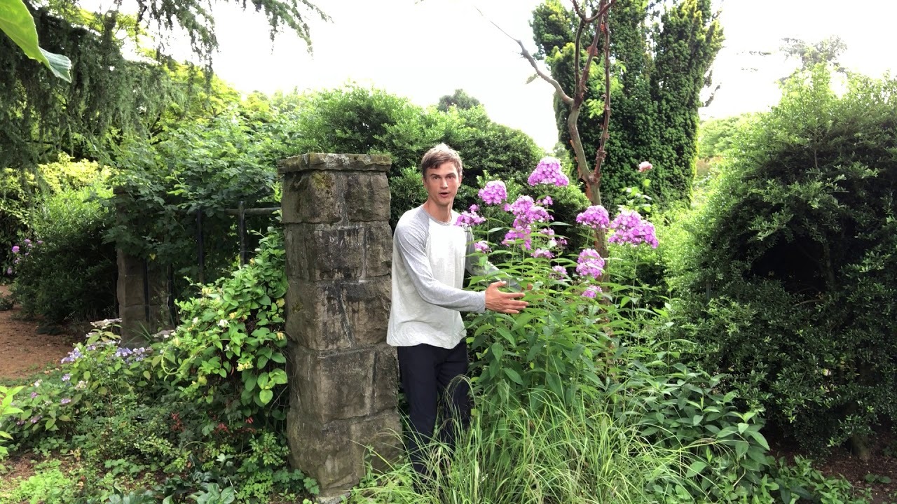 Video thumbnail for Phlox paniculata - Plant it today, enjoy it for a lifetime