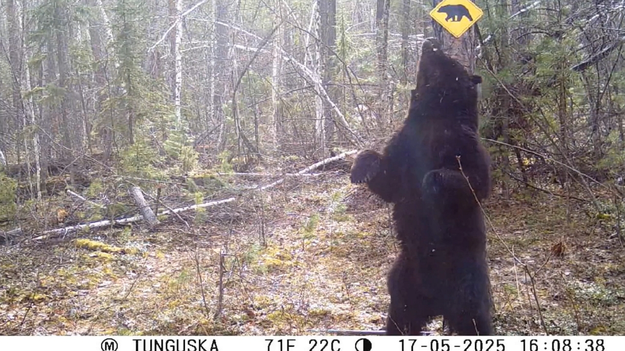 Video thumbnail for Bear Scratches Its Back Against a Tree in a Dance-Like Move in Russia