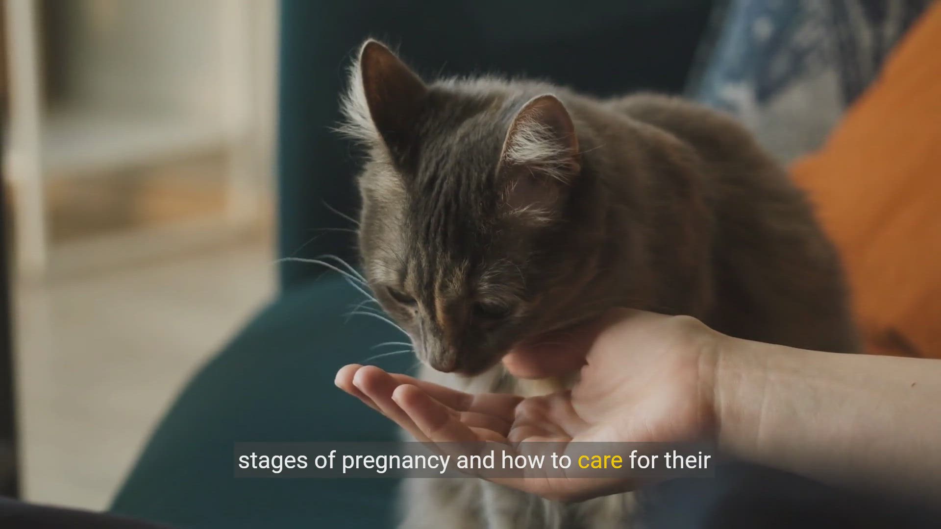 Video thumbnail for Understanding Feline Pregnancy - how long are cats pregnant