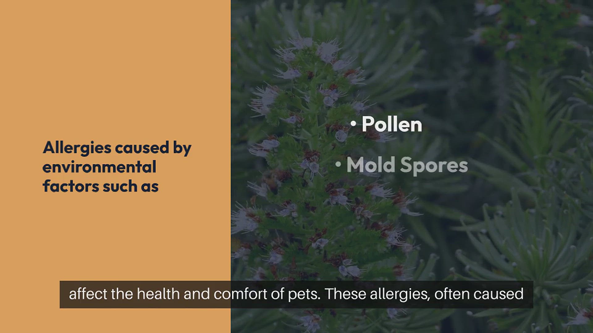 Video thumbnail for Pet Seasonal Allergies