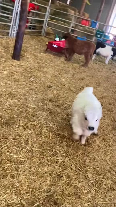 Video thumbnail for Fluffy White Calf Zooming around the Barn