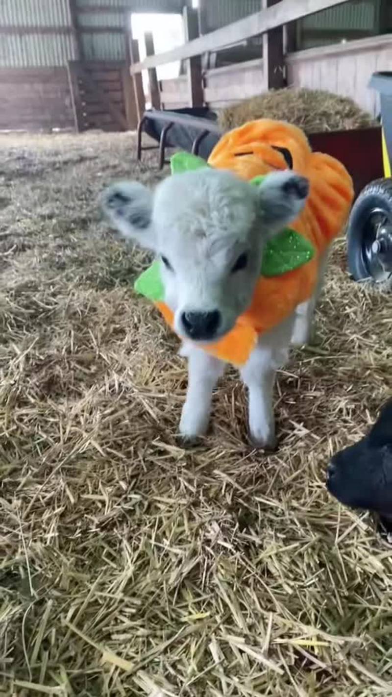 Video thumbnail for Tiny Calf Exploring the Barn in a Pumpkin Costume