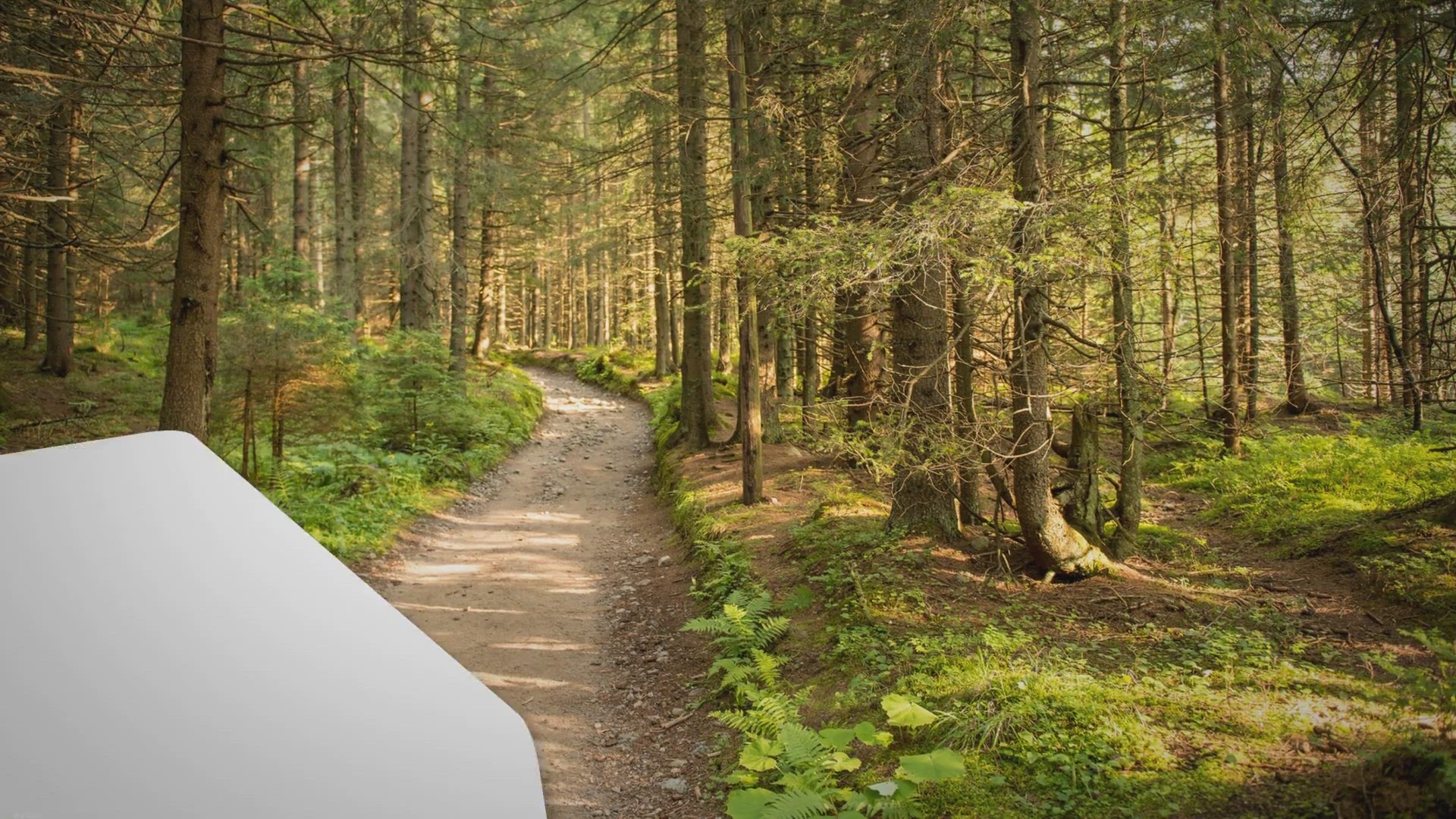 Video thumbnail for All About Leopards: Nature’s Most Versatile Big Cats