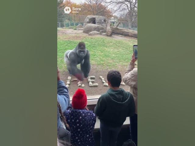 Video thumbnail for Gorilla is sending a message