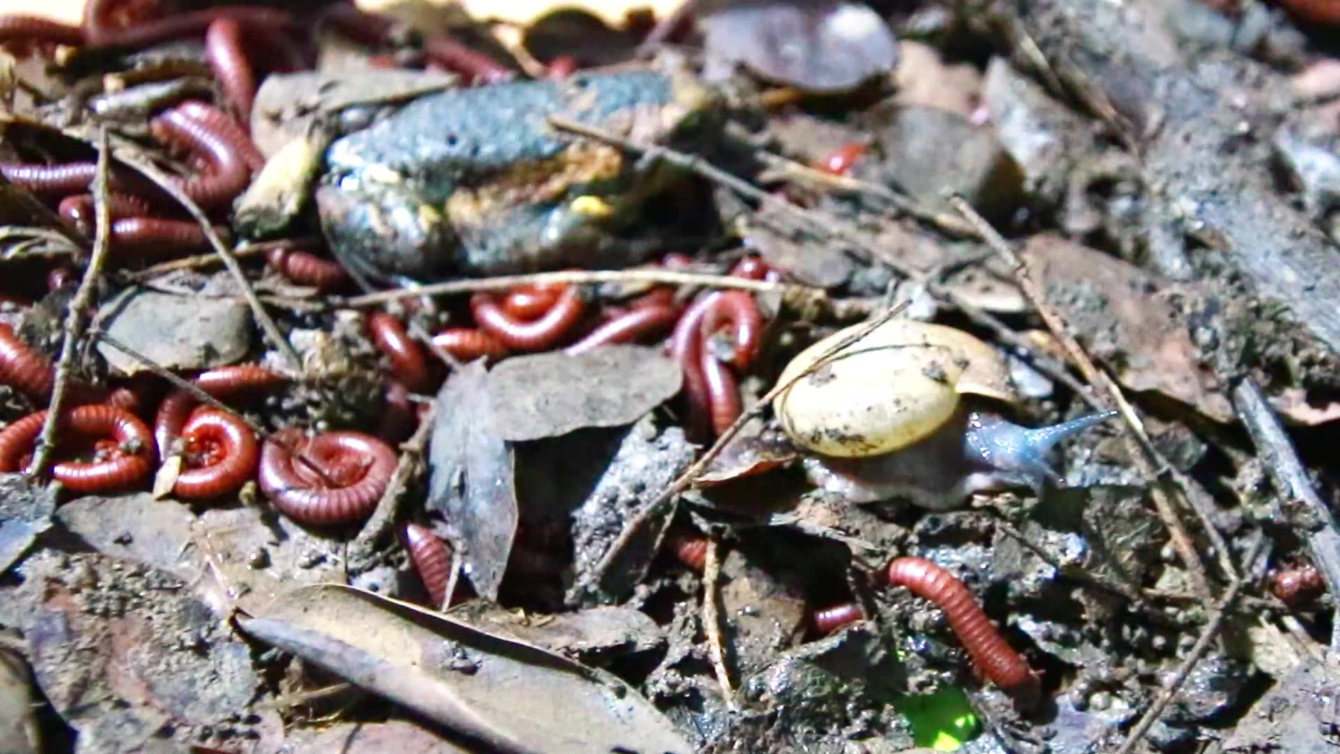 Video thumbnail for Wow Snail wark eat soil, red worm here