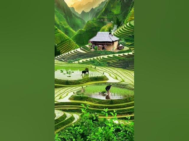 Video thumbnail for Village Life #nature #youtubeshorts