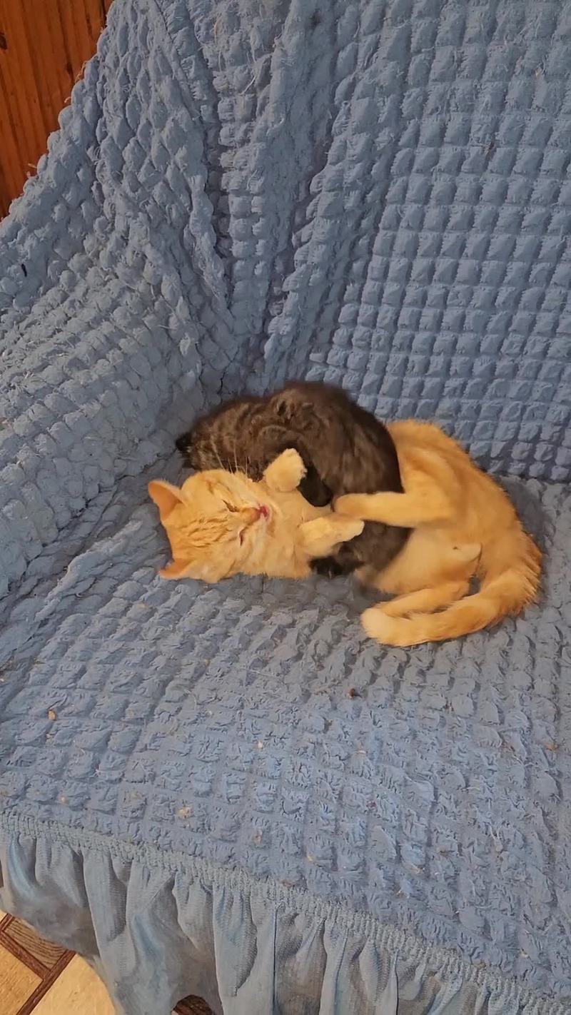 Video thumbnail for Kitten and Ginger Cat Sharing Playful Cuddles