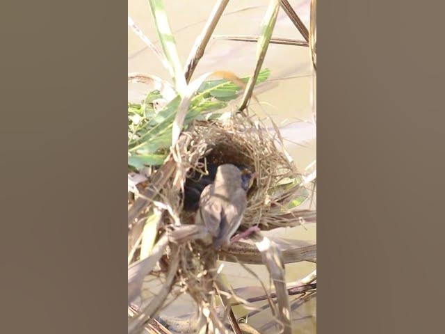 'Video thumbnail for Female Bird Feed Babies Bird #shorts #shortvideo #shortbird #birds #bird #birdwatching #birdnest'