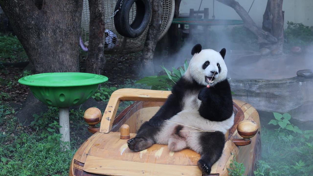 Video thumbnail for China: CHONGQING ZOO GIANT PANDAS 3.