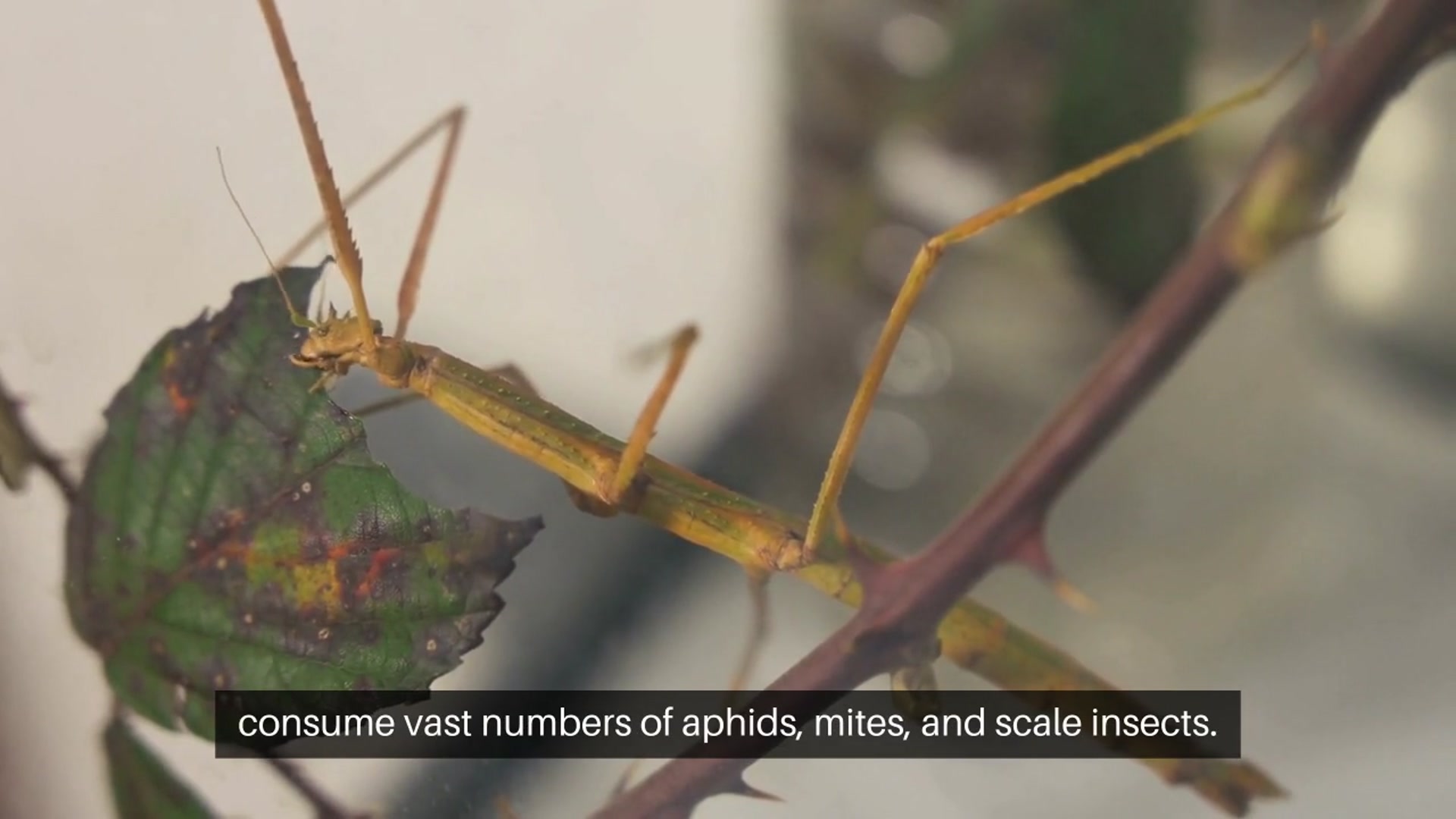 Video thumbnail for Using Beneficial Insects to Control Pest