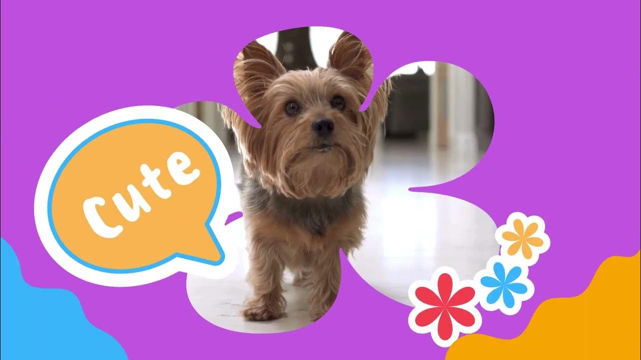 Video thumbnail for Embark on a journey to understand and care for our beloved pets