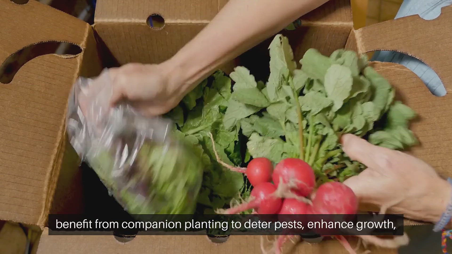 Video thumbnail for Brassicas Companion Plants