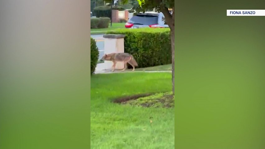 Video thumbnail for Coyote sightings increase across Dobbs Ferry this year