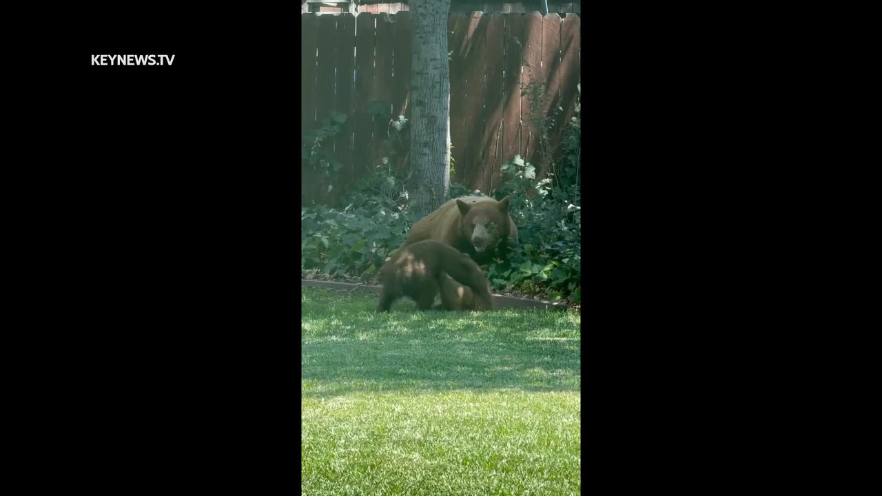 Video thumbnail for US, Los Angeles: Sierra Madre Bear and Cubs Sighted in Backyard.