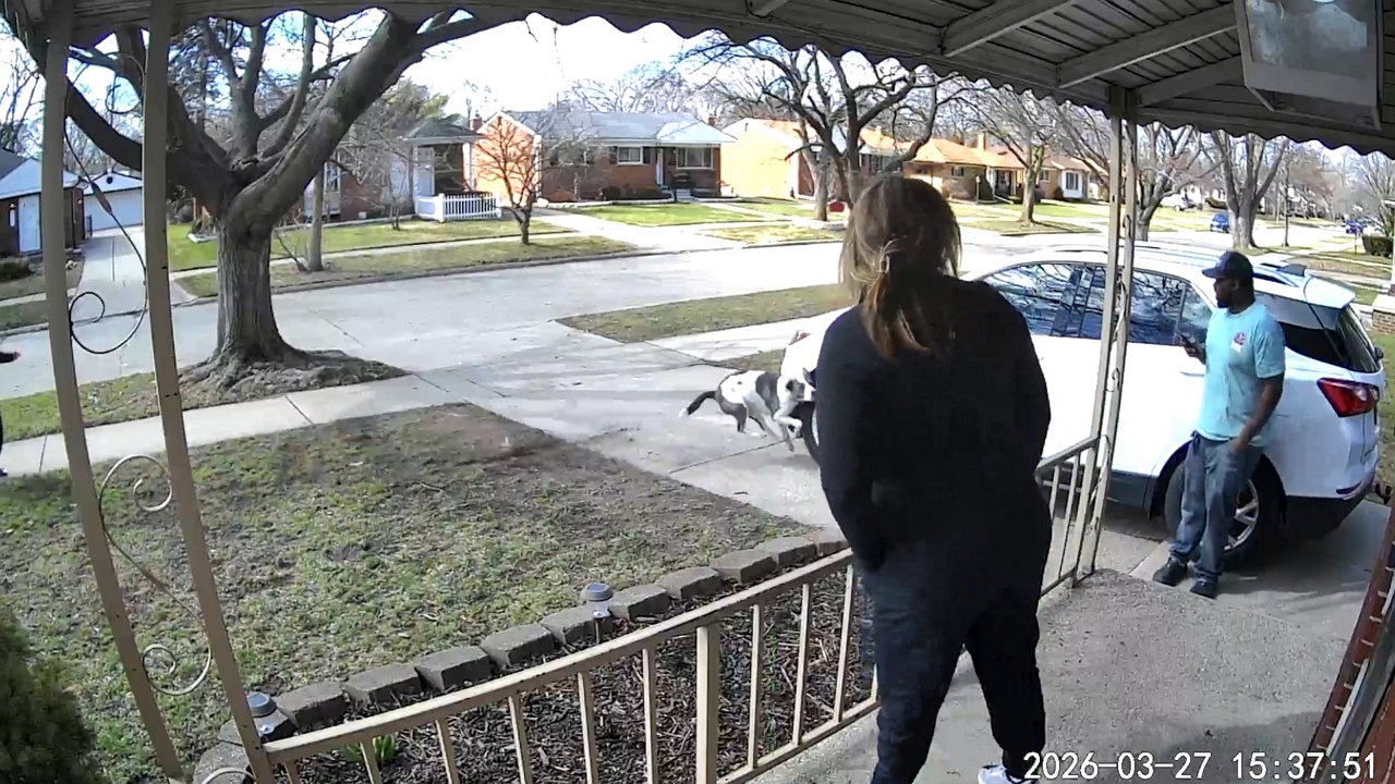 Video thumbnail for Playful Dog Crashes Into Parked Car in Michigan!