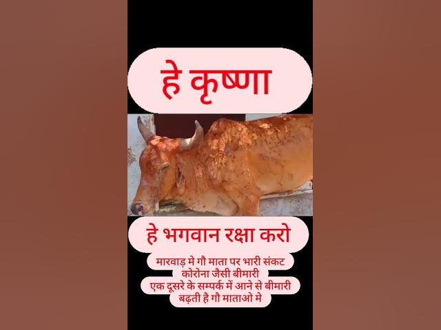 Video thumbnail for हे भगवान इज बिमारी से गौ माता की रक्षा करें और सब से निदान है की आप गौ माता के लिए प्रार्थना रहे