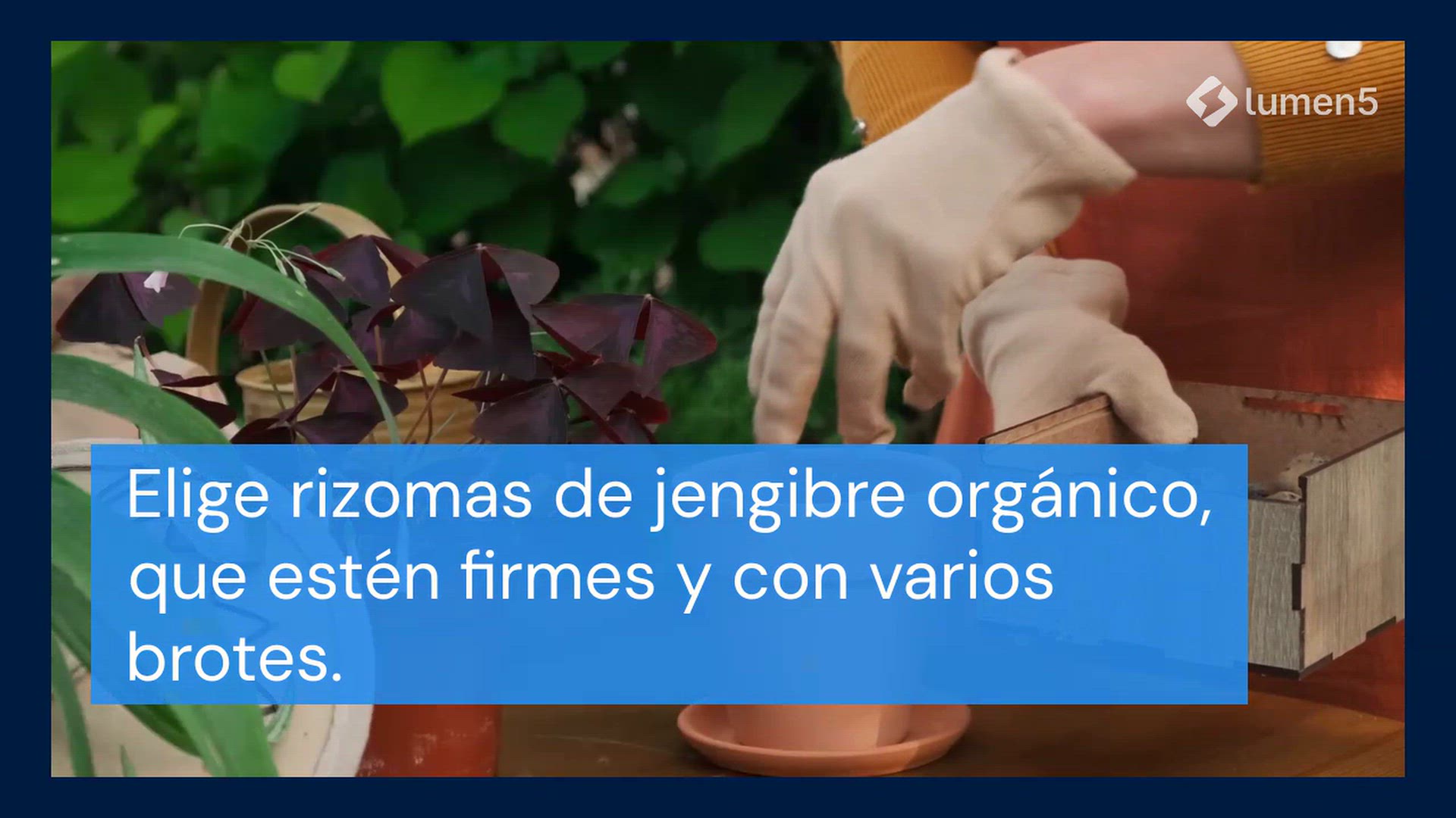 Video thumbnail for Aquí se explica cómo cultivar jengibre en casa para tenerlo sin fin.