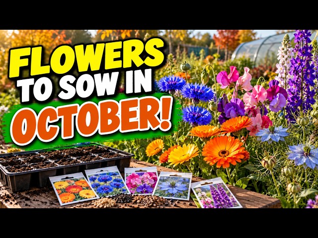 Video thumbnail for Flowers to Sow in October UK 🌸 | Don't Stop Sowing Yet!