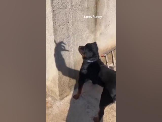 Video thumbnail for Funny Dog