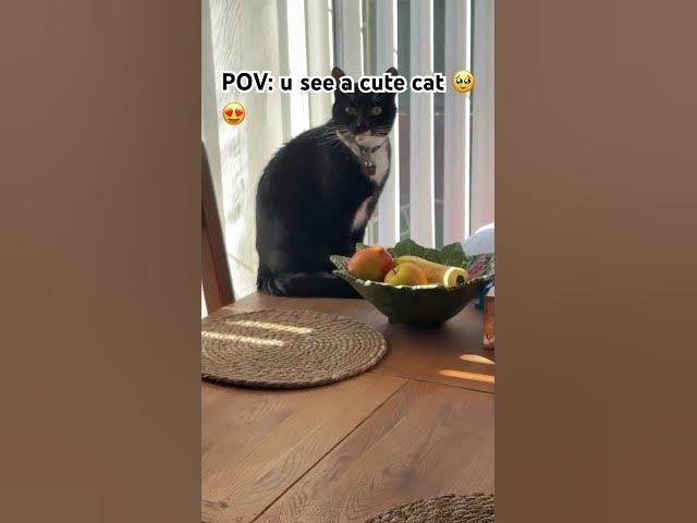 Video thumbnail for Me after seeing Freddie 😍#catlover #fyp#subscribe